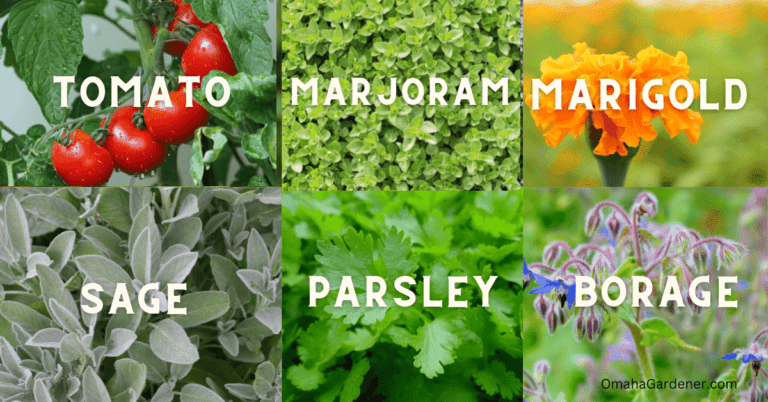 The Best Basil Companion Plants To Grow