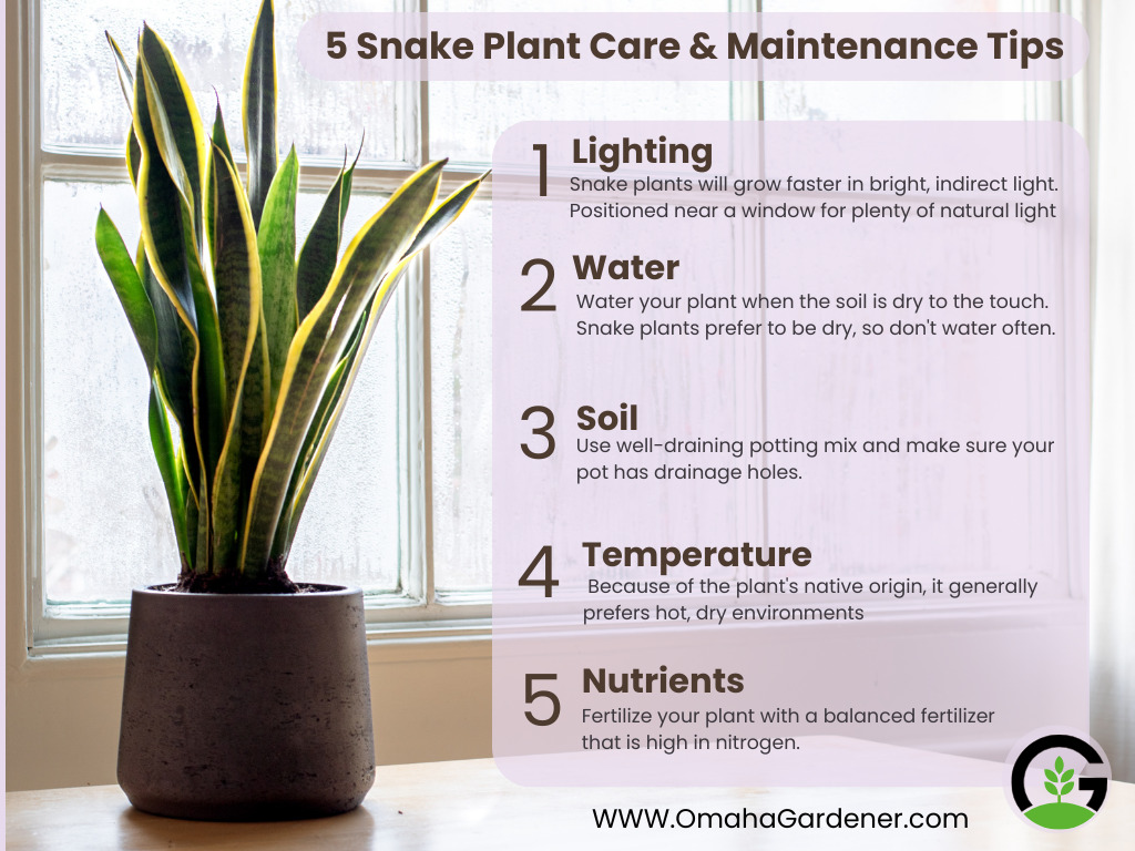 How Fast Do Snake Plants Grow (7 Brilliant Tips)