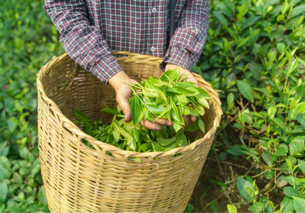 Growing Your Own Tea Garden From Seed To Sip