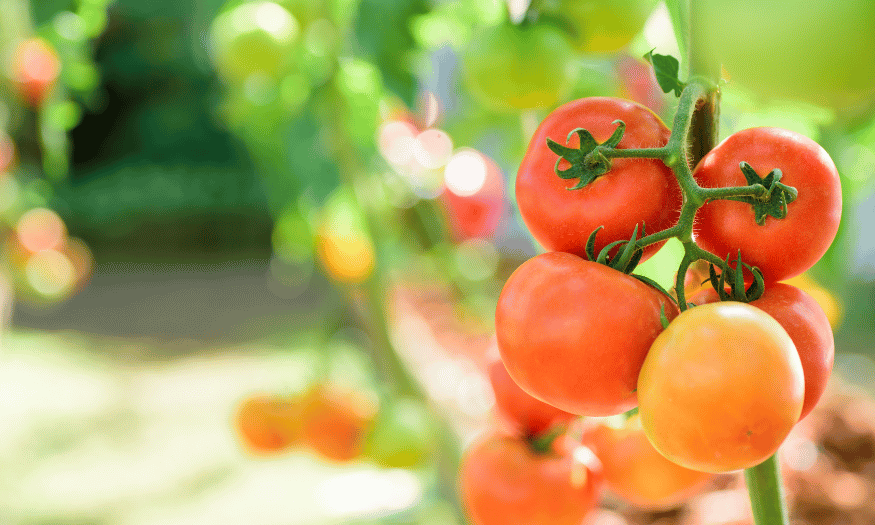 Mealy Tomatoes: Top 5 Factors And How To Solve