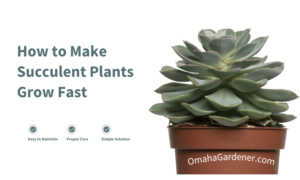 7 Tips To Accelerate The Growth Of Your Succulent Plants