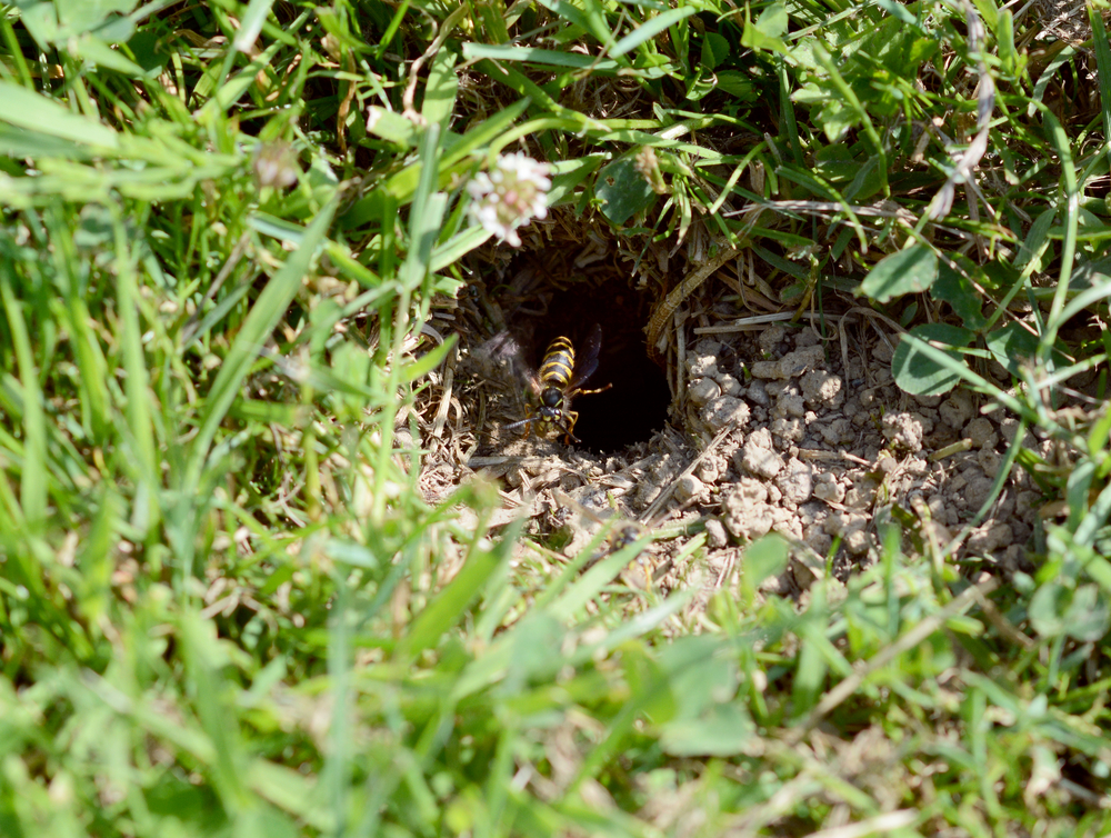 Get Rid Of Grass Carrying Wasps: Take Back Your Lawn