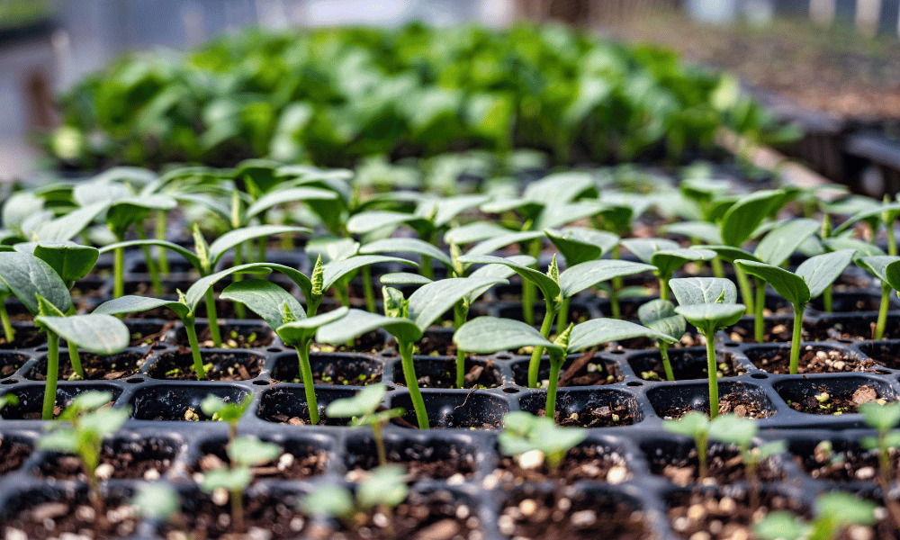 pepper plant seedlings